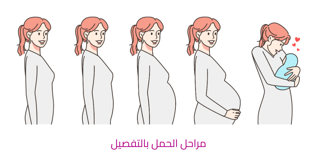 What are the stages of pregnancy?